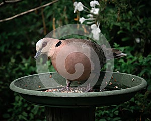 Closeup of a red-eyed dove perched on a bird feeder in a park
