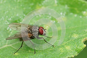 Closeup on a red-eyed EUropean muscidae fly species sitting on a green leaf