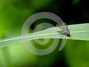 Closeup of a red eyed fly Cyclorrhaphan resting on leaf in Vilcabamba, Ecuador