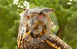 Closeup of Red eyed great horned owl Staring straight ahead