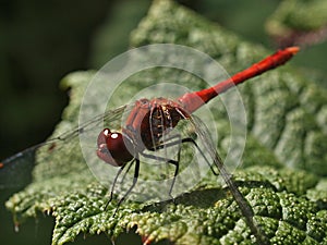 Closeup of a red fire dragonfly