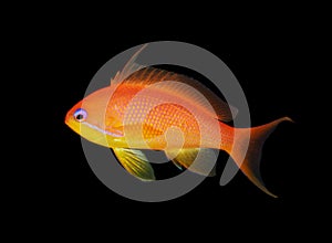 Closeup of red fish isolated on black background
