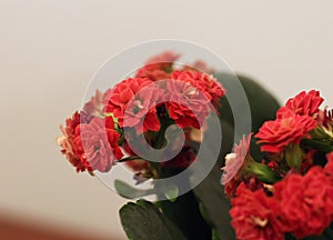 Closeup of Red Flaming Katy Kalanchoe Blossfeldiana Flowers