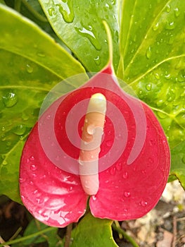 Closeup of red flamingo flowers blooming in the garden