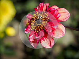 Closeup of a red flat petal blooming Dahlia flower and feeding bumblebee