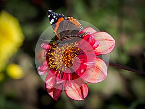 Closeup of a red flat petal blooming Dahlia flower and feeding butterfly