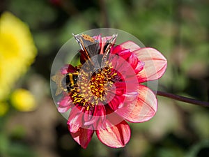 Closeup of a red flat petal blooming Dahlia flower with feeding butterfly and bumblebee