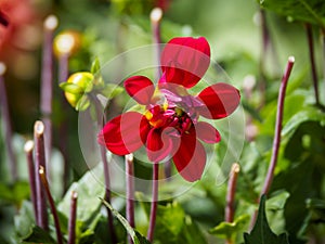 Closeup of a red flat petal blooming Dahlia flower with flowerbud