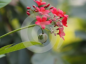 Red flower Blurred of nature background