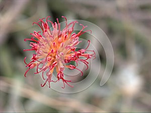 Closeup red flower of cactus desert plants with blurred background ,macro image