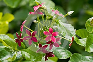 Closeup red flower of Chinese honeysuckle, Rangoon creeper growing in Asia