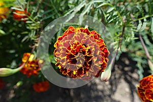 Closeup of red flower head of Tagetes patula in mid August