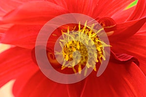 Closeup of red flower. Inside view of bloom