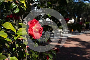 Closeup of a Red Flower at Madison Square in the Historic District of Savannah Georgia