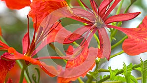 Closeup Red flower in nature Green nature blur background