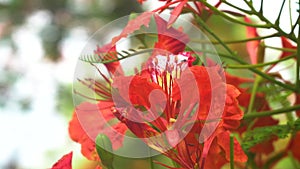 Closeup Red flower in nature Green nature blur background