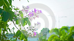 Closeup Red flower in nature Green nature blur background