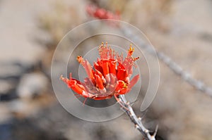 Flower of the Ocatillo in Anza-Borrego Desert photo