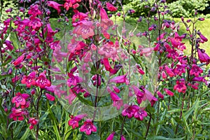 Close up of crimson red beard tongue, Penstemon `Schoenholzeri`, in English cottage garden.