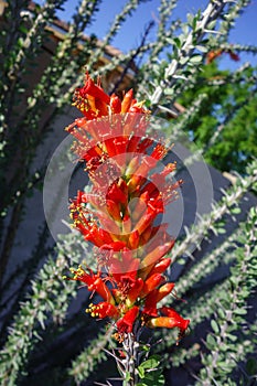 Closeup of Red Flowering Inflorescence of Ocotillo (Fouquieria splendens