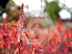 Closeup of red flowers with green leaves in a butterfly garden in Santa Barbara California. Macro lens with bokeh for web banners