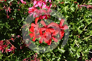 Closeup of red flowers of ivy leaved geranium