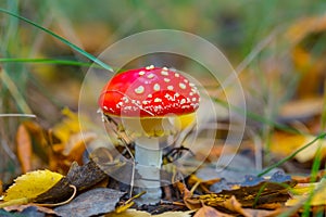 Closeup red flyagaric mushroom