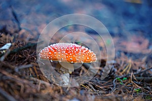 Closeup red flyagaric mushroom in a forest