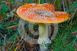 Closeup red flyagaric mushroom in forest