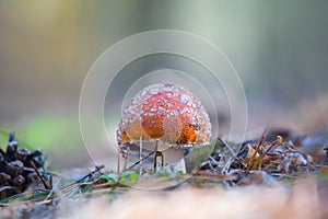 Red flyagaric mushroom in forest