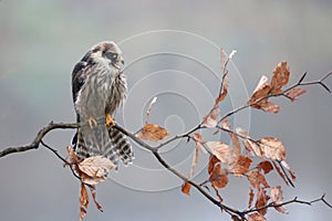closeup of red-footed falcon (Falco vespertinus)
