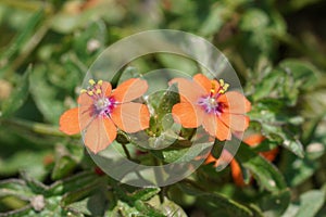 Closeup on the red form of the Scarlet Pimpernel, Lysimachia arvensis in the Mediterranean