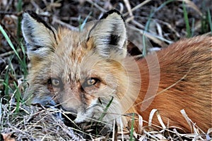 Closeup of Red Fox lying in grass