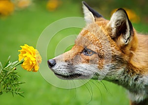 Closeup of a red fox smelling the flower