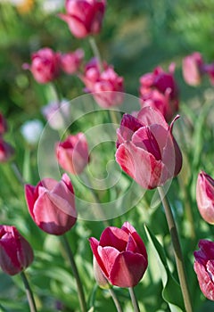 Closeup on red fresh tulip flowers