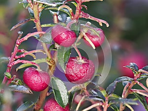 Closeup of red fruits of Gaultheria mucronata or Pernettya mucronata or prickly heath
