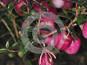 Closeup of red fruits of Gaultheria mucronata or Pernettya mucronata or prickly heath