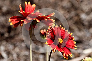 Closeup of red Gaillardia (blanket flower) growing in a garden