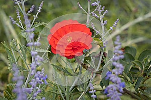 Closeup of a red geum flower