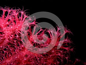 Closeup of red gorgonian Paramuricea clavata
