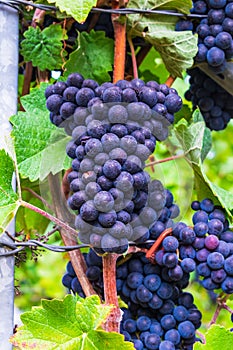 Closeup of red grapes surrounded by leaves in a vineyard under sunlight with a blurry background