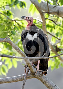 Closeup of Red headed vulture