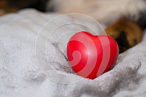 Closeup red heart on beige rug on blurred dog background. Happy valentine`s day and international women`s day. Concept of