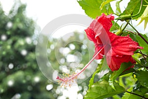 Closeup red hibiscus blooming flower in garden. Freshness feelin