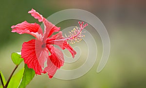 Closeup of Red Hibiscus Rosa or Chaba flower