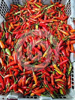 Closeup of red hot chilly pepper Capsicum frutescens for sale. Red chilies displayed