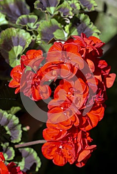 Closeup Red Hydrangea on green leaf background.