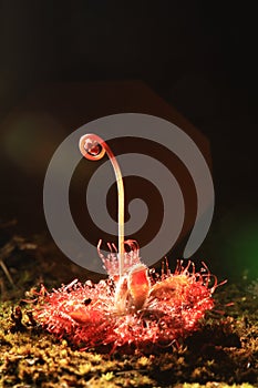 Closeup of a red, insectivorous sundew leaf