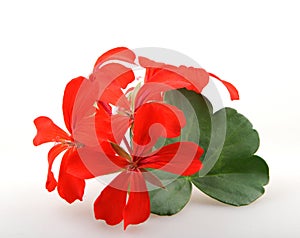 Closeup of red ivy geraniums under the lights isolated on a white background