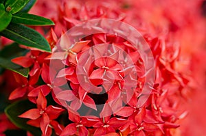 Closeup of a red Ixora